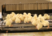 Protesterer mot at flere millioner norske hanekyllinger kvernes levende