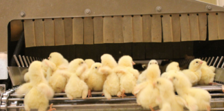 Protesterer mot at flere millioner norske hanekyllinger kvernes levende