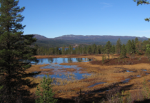 Skal kartlegge og klassifisere naturtyper i Trøndelag Myr. Bernt Rostad.