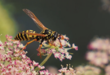 Erik Tunstad i boka “Å elske et insekt”: – Uten biomangfold er vi dessverre døde Veps.