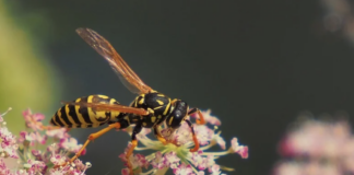 Erik Tunstad i boka “Å elske et insekt”: – Uten biomangfold er vi dessverre døde Veps.