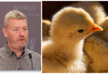 Bondelaget om streik: – Vil gå utover dyrevelferden Bjørn Gimming. Kylling.