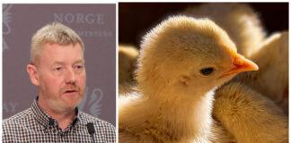 Bondelaget om streik: – Vil gå utover dyrevelferden Bjørn Gimming. Kylling.