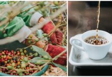 Hete og tørke rammer kaffeproduksjonen i Vietnam