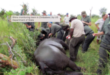 Radioaktivt stoff i horn fra neshorn skal hindre krypskyttere i Sør-Afrika Neshorn.