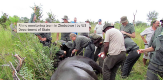 Radioaktivt stoff i horn fra neshorn skal hindre krypskyttere i Sør-Afrika Neshorn.