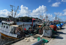 Bunntråling: Hvalers ordfører går i krigen for rekefiskerne Reketrålere i Utgårdskilen.