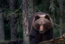 Over 150 bjørner er skutt i Sverige denne uka – 330 flere kan felles Brunbjørn.