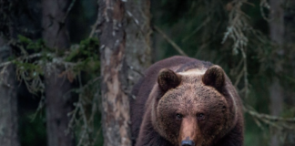 Over 150 bjørner er skutt i Sverige denne uka – 330 flere kan felles Brunbjørn.