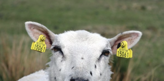 Mindre rovviltskade på sau Sau.