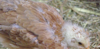 Kyllingbonde tiltalt for mishandling av 31.000 kyllinger Kylling.