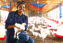 Norfund investerer: Kyllingproduksjon skal gi jobber og matsikkerhet i afrikanske land