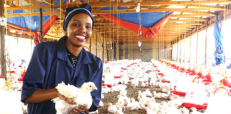 Norfund investerer: Kyllingproduksjon skal gi jobber og matsikkerhet i afrikanske land