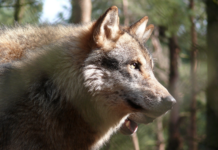 Venstre vil avvikle rovviltnemndene