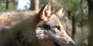 Venstre vil avvikle rovviltnemndene