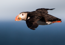 WWF slår alarm: Katastrofal nedgang i verdens dyrebestander