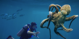 Naturtoppmøtet i Colombia – land presses for å åpne lommeboka for naturen