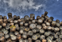 EU utsetter avskogingsforordning – miljøorganisasjoner fortviler