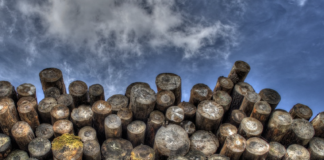 EU utsetter avskogingsforordning – miljøorganisasjoner fortviler