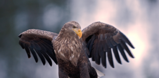 Øker stadig: BirdLife Norge har nå 14.000 medlemmer