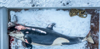 Spekkhoggeren Elida var full av 40 år gamle miljøgifter