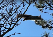 Ekorn er mer blodtørstige enn alle har trodd