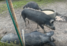 Ny dyrevelferdsmelding får kritikk: «Elendig julegave til dyrene»