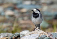 Færre insekter er trolig årsaken til trekkfugl-nedgang