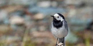 Færre insekter er trolig årsaken til trekkfugl-nedgang