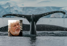 Forsvarer: Danmark sier nei til Japan – utleverer ikke Paul Watson