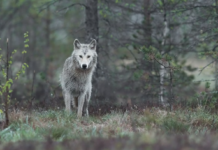 Norge må ta Bernkonvensjonens kritikk på alvor
