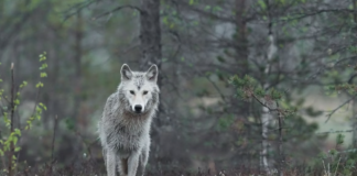 Norge må ta Bernkonvensjonens kritikk på alvor