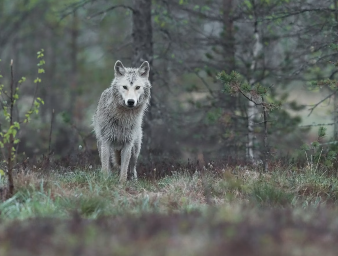 ulv_finland_veth_unsplash_CC