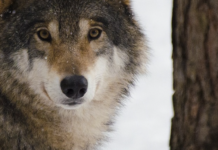 Må den siste ulven i Østfold dø?