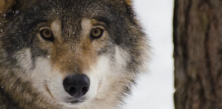 Må den siste ulven i Østfold dø?