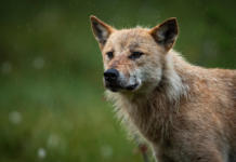Ulovlig ulvejakt legitimeres av staten