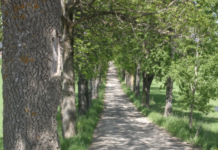 Europeisk ask kan bli utrydda innan 30 år