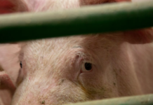 Dyrevelferd: Flertall på Stortinget ville ikke gi utvidet plass for grisene