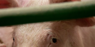 Dyrevelferd: Flertall på Stortinget ville ikke gi utvidet plass for grisene