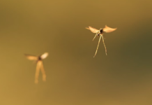 I fjor slukket vegvesenet lyset for insektene – men rapporten er vag