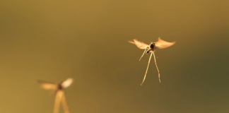 I fjor slukket vegvesenet lyset for insektene – men rapporten er vag