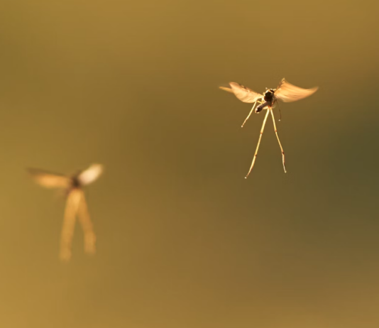 I fjor slukket vegvesenet lyset for insektene – men rapporten er vag