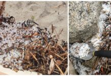 35 millioner plastkuler lakk fra Grieg Seafood-anlegg i Finnmark