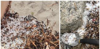 35 millioner plastkuler lakk fra Grieg Seafood-anlegg i Finnmark