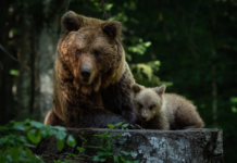 Aktivt Rovdyrvern anmelder flere parter etter feilfelling av bjørn i Finnmark