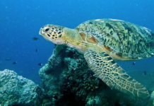 Norskeid oljetanker involvert i kollisjon i Omanbukta – Greenpeace slår alarm