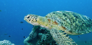 Norskeid oljetanker involvert i kollisjon i Omanbukta – Greenpeace slår alarm