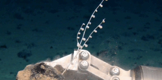 Grupperinger beklager: FN-møte avsluttes uten moratorium for dyphavsgruvedrift