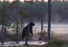Når media kaller det «angrep» – men bjørnen ble angrepet først