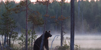 Når media kaller det «angrep» – men bjørnen ble angrepet først